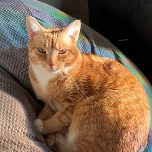 Meet your Posher, Adelaide